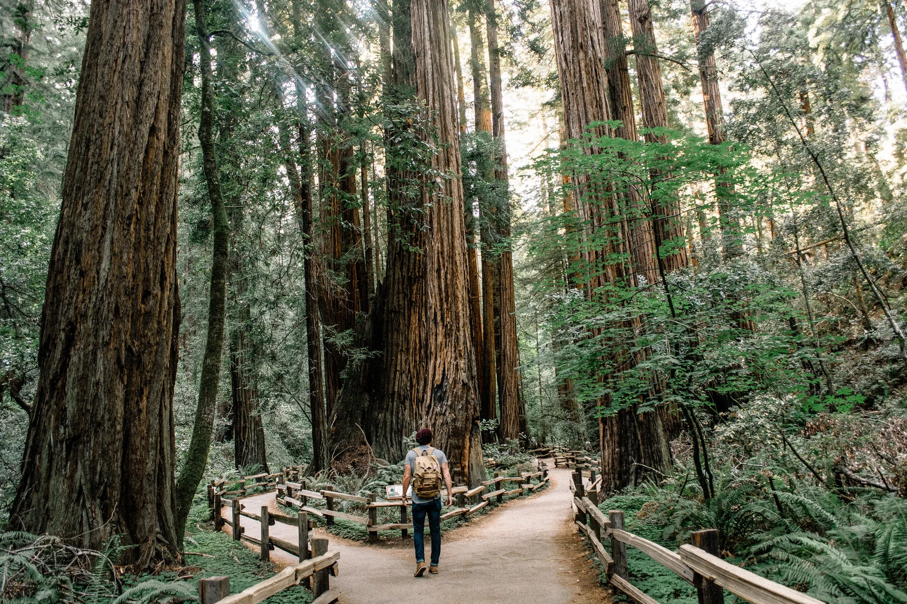 A person walking among tall redwood trees