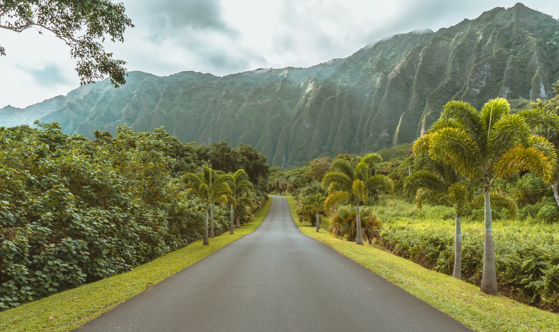 A road through green Hawaiian mountains