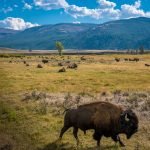Yellowstone National Park - Bison in Lamar Valley
